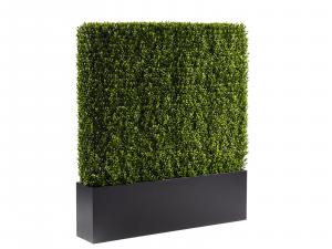 Boxwood Hedge, 4 ft. -- Trade Show Rental Furniture